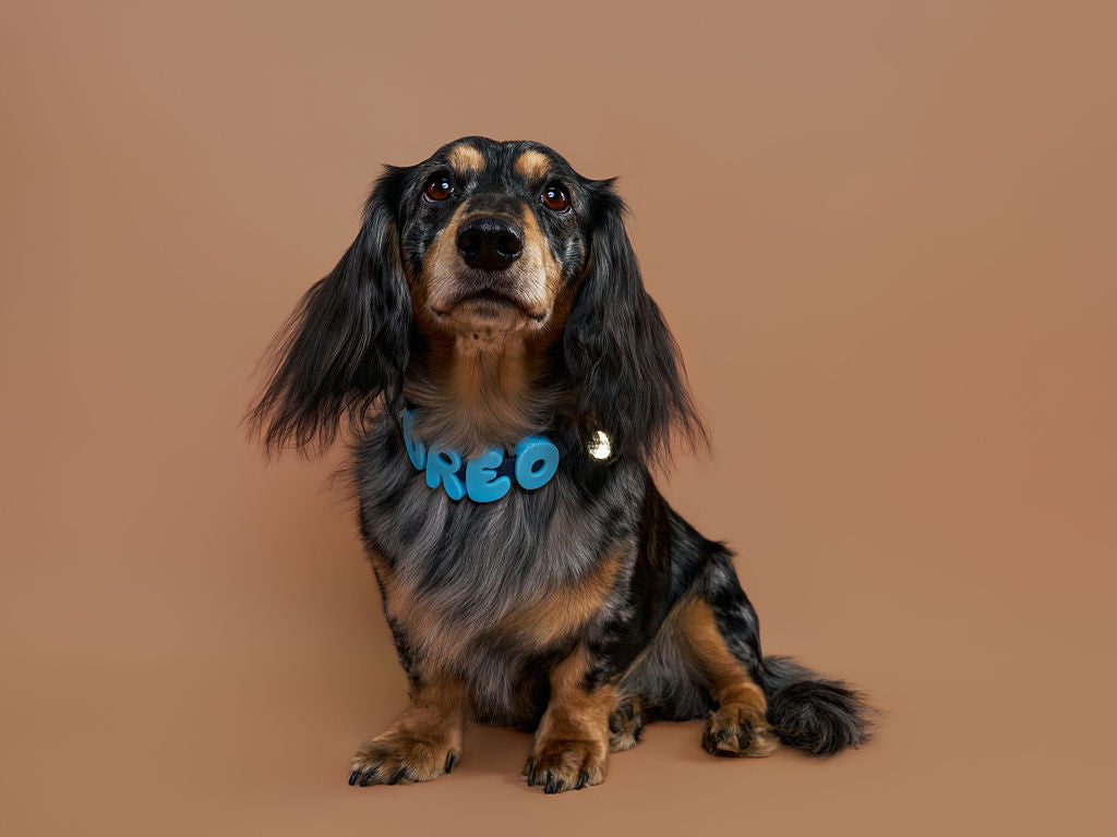 Collar Nombre para Perro