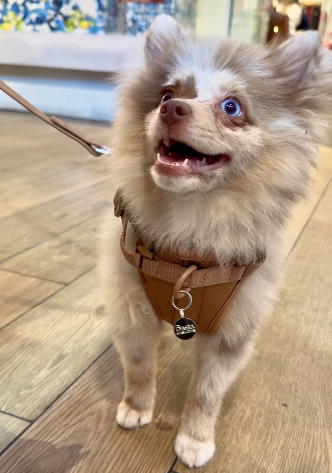 Kit Pechera + Correa Manos Libres