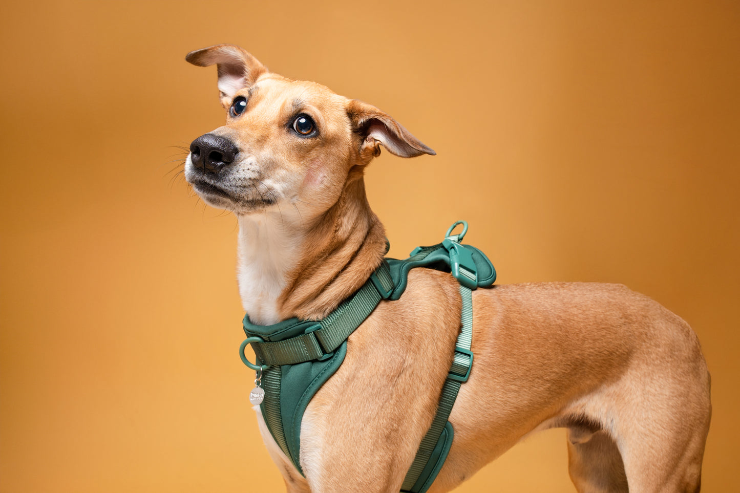 Kit Pechera + Correa Manos Libres