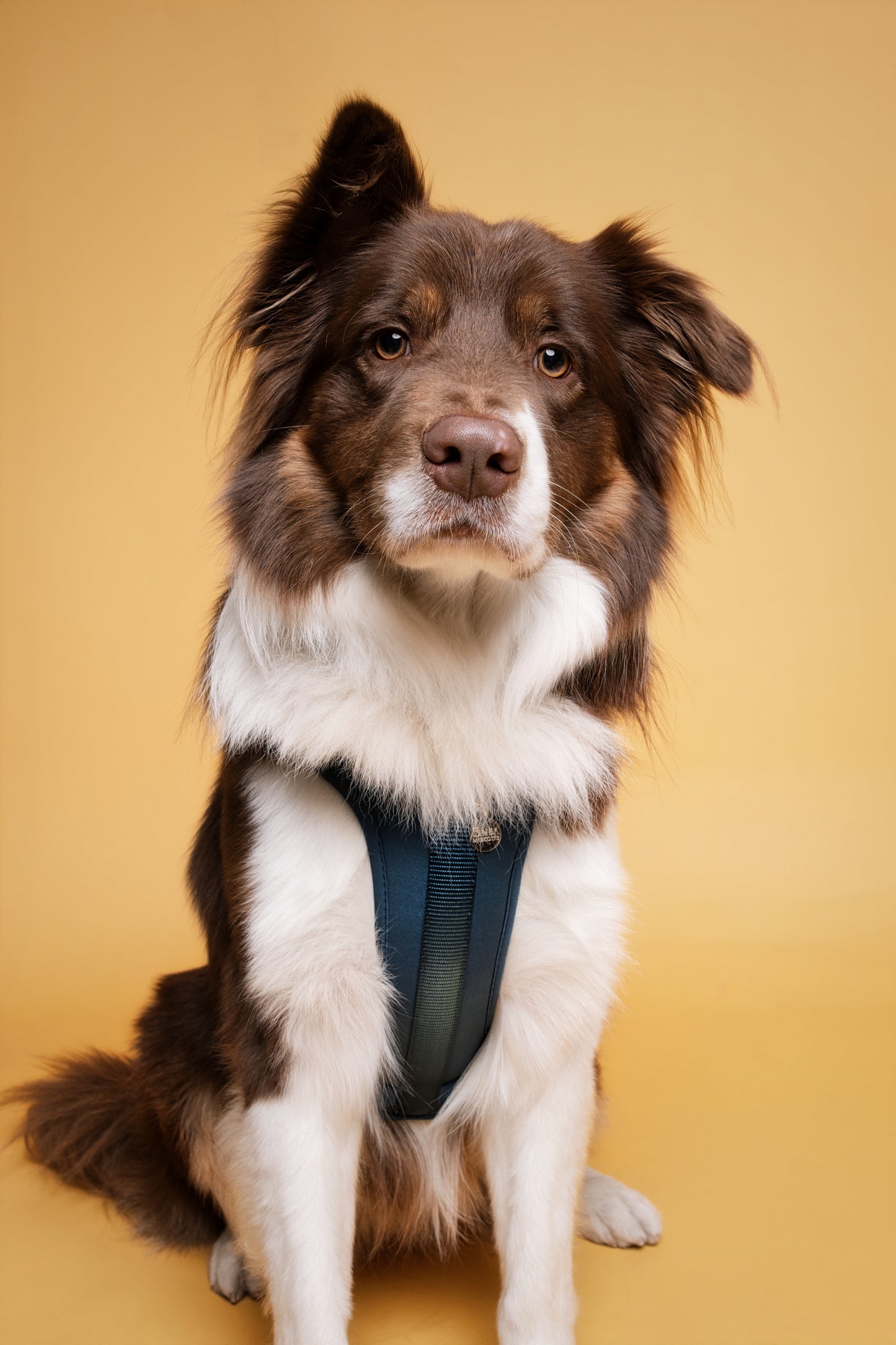 Kit Pechera + Correa Manos Libres