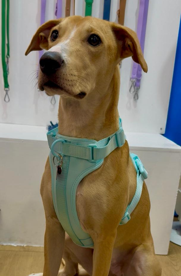 Kit Pechera + Correa Manos Libres