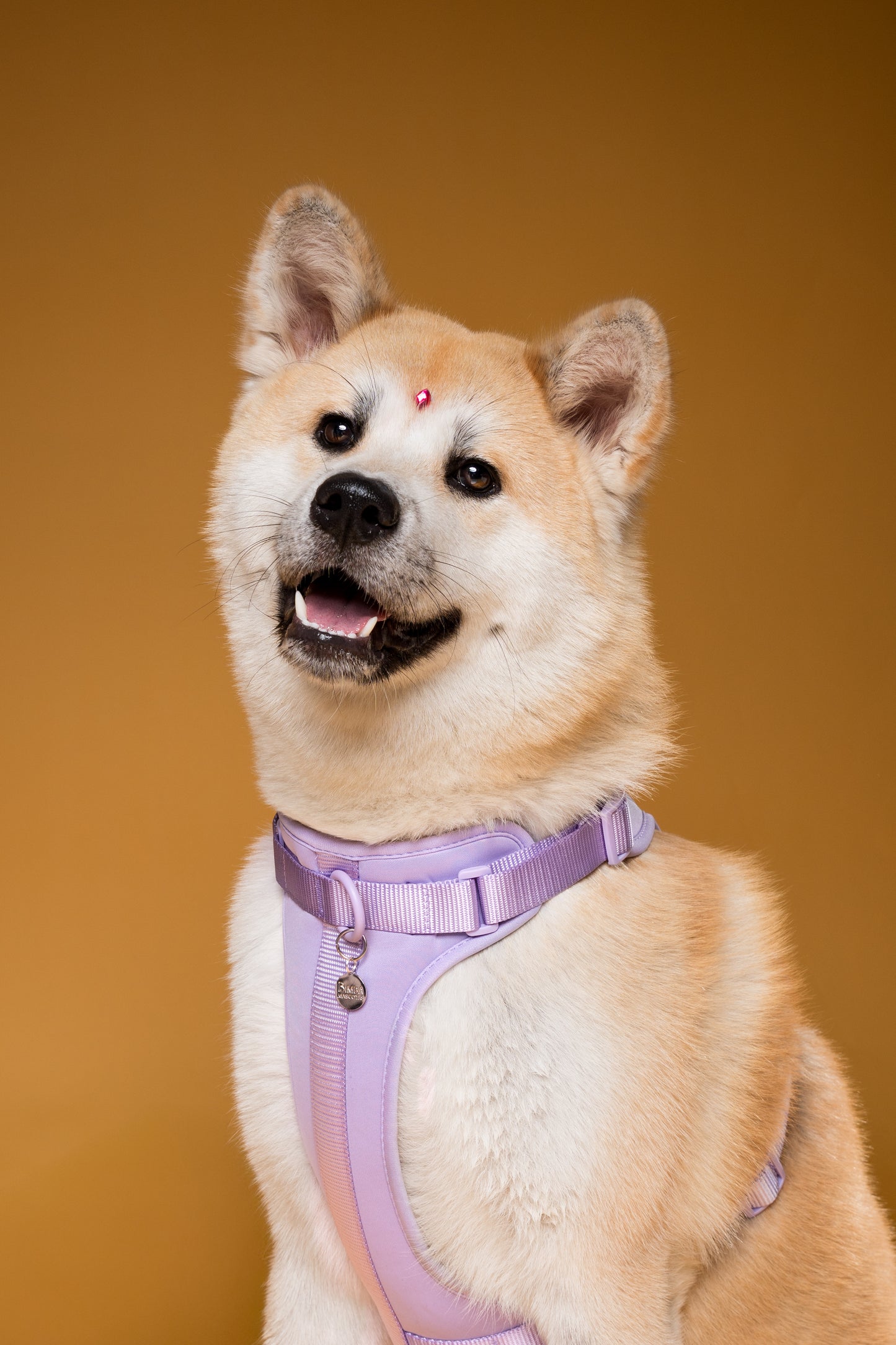 Pechera - Arnés para perros