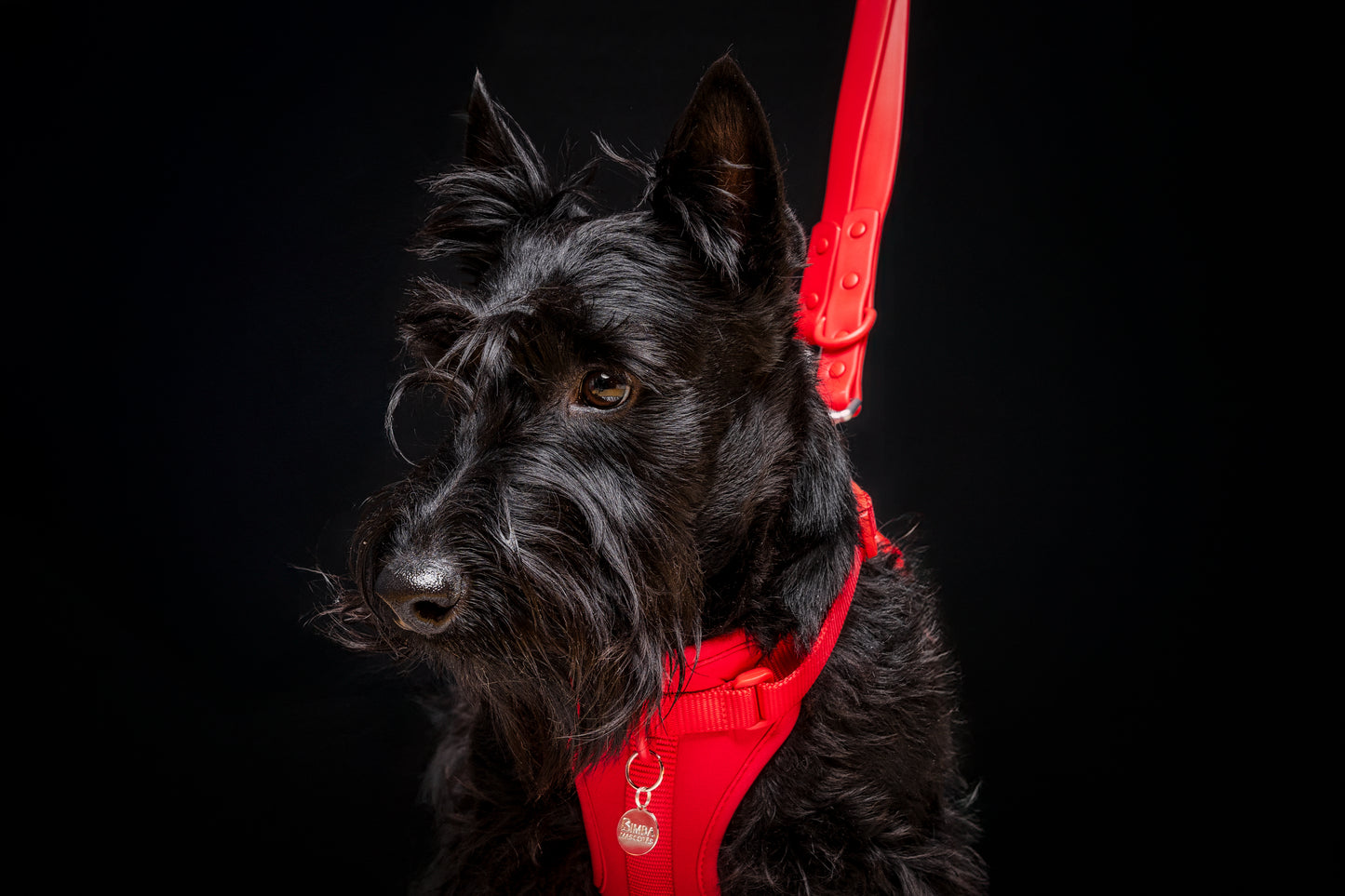 Kit Pechera + Correa Manos Libres