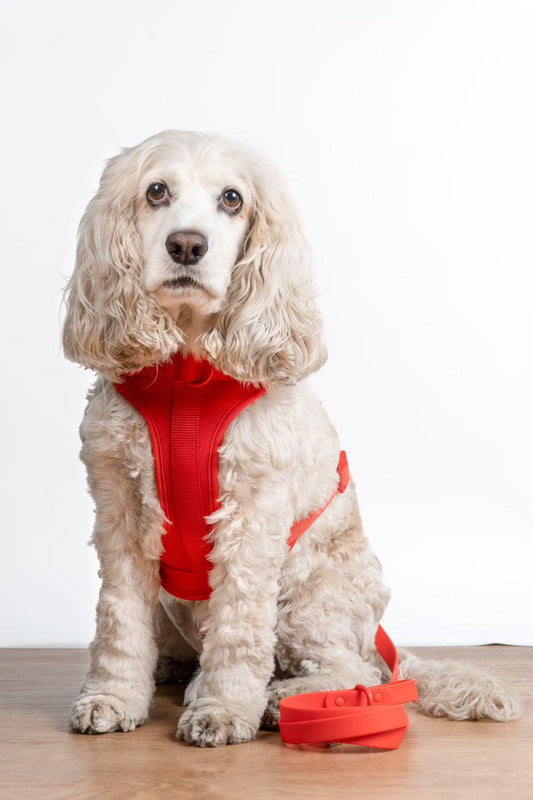 Kit Pechera + Correa Manos Libres